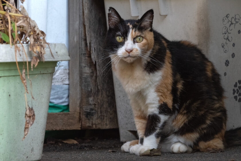 昭島市の猫