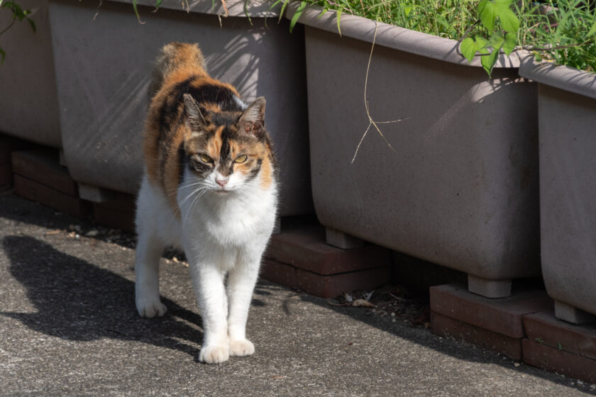 昭島市の猫