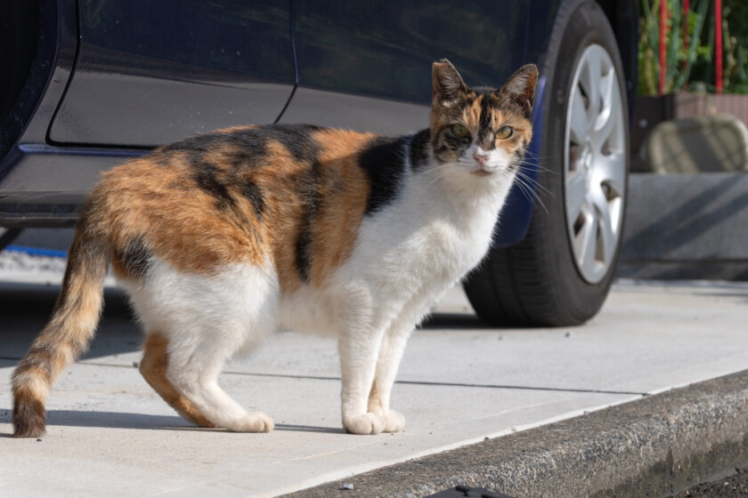 昭島市の猫