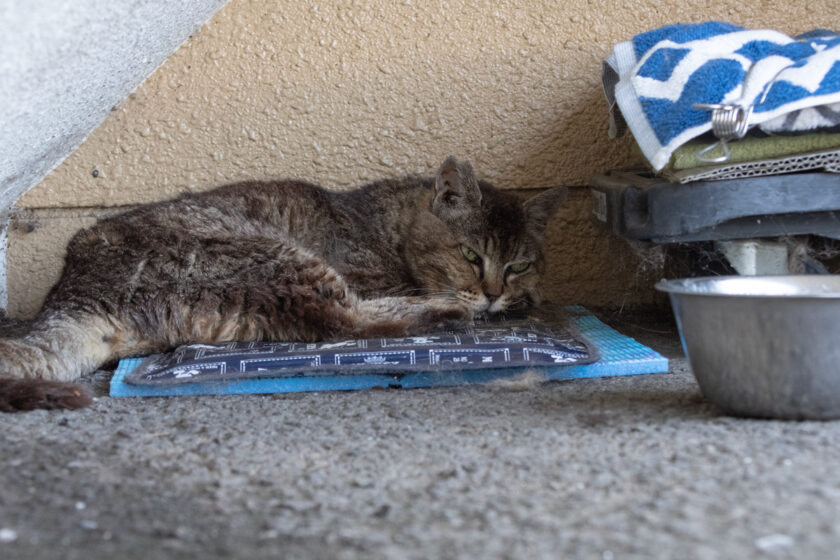 福生市の猫