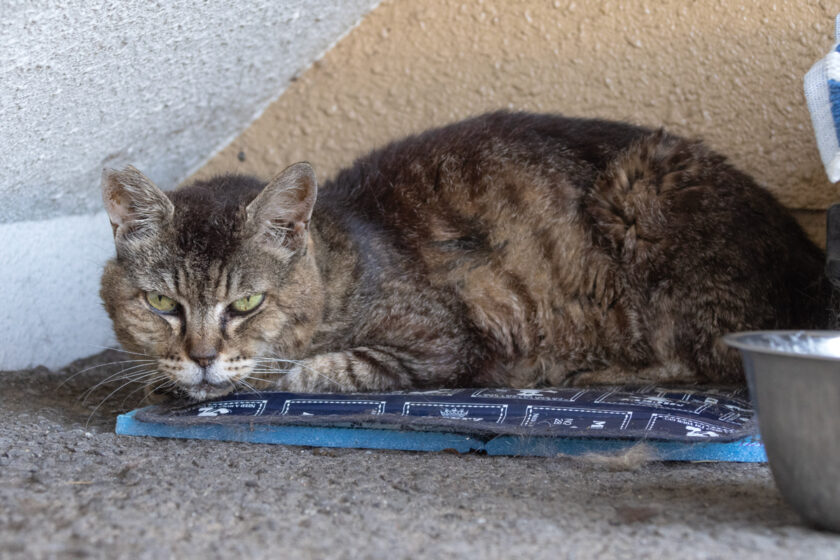 福生市の猫