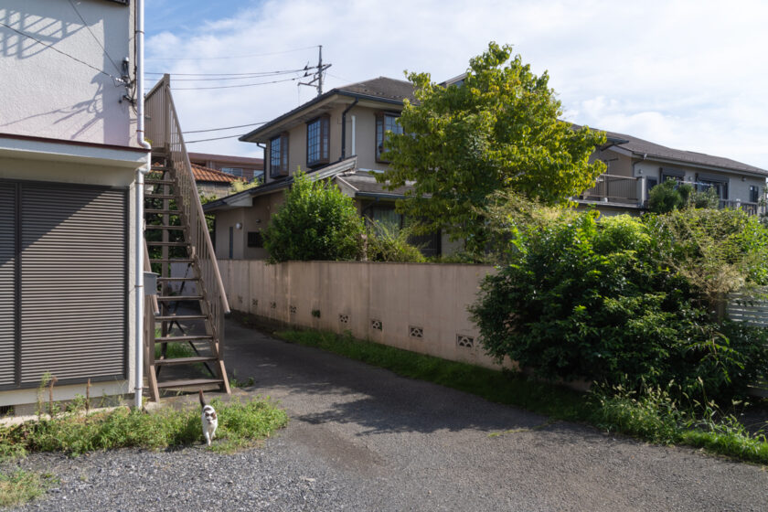 昭島市の猫