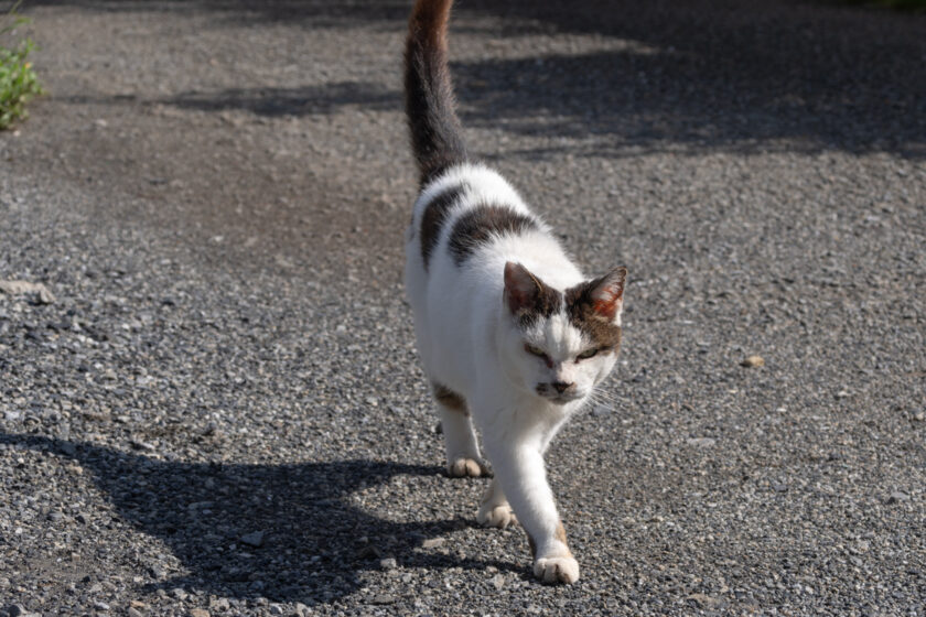 昭島市の猫