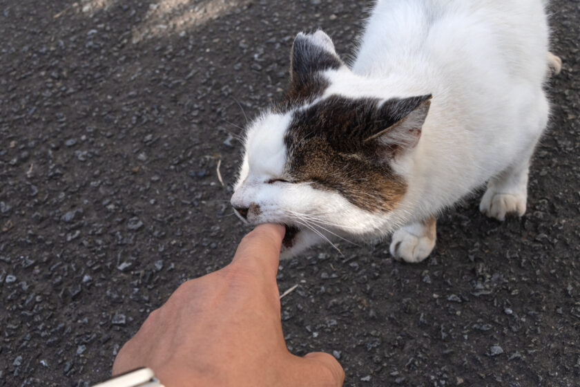 昭島市の猫