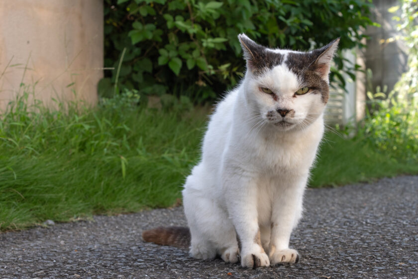 昭島市の猫