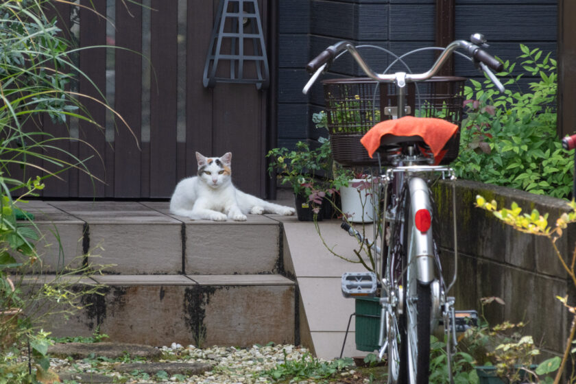 川崎市の猫