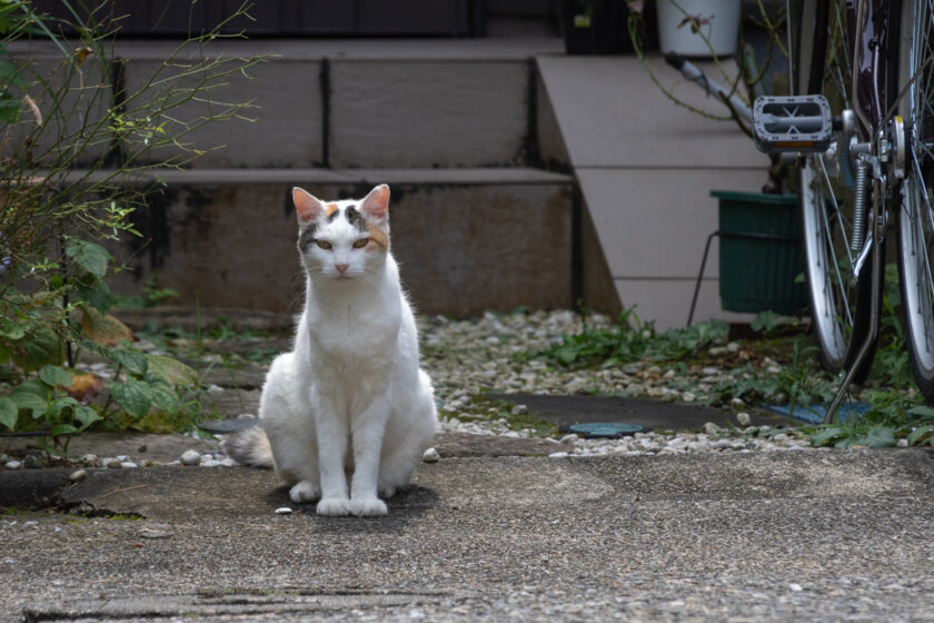 川崎市の猫