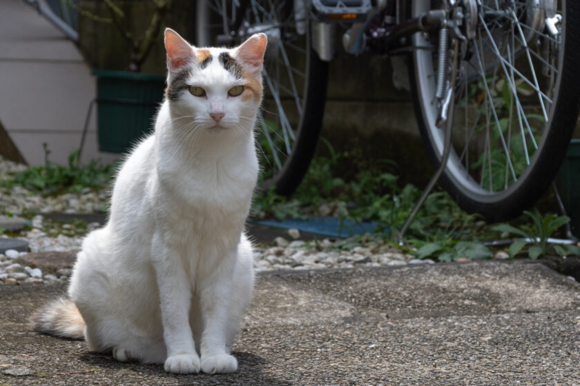 川崎市の猫