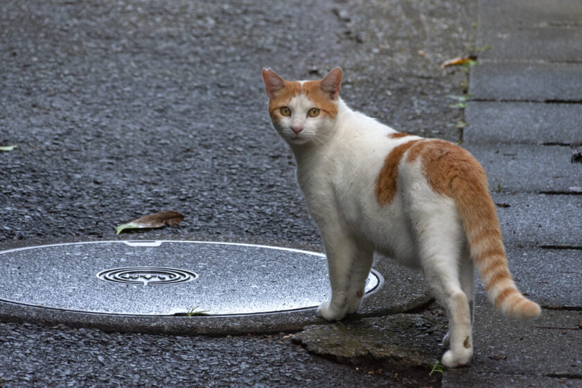 川崎市の猫