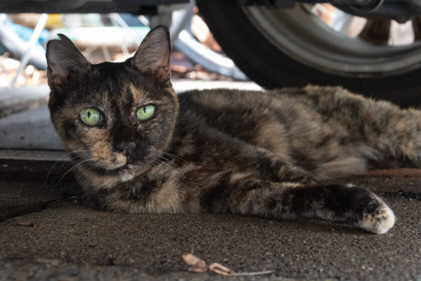 川崎市の猫