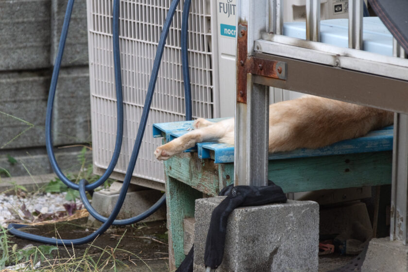 稲城市の猫