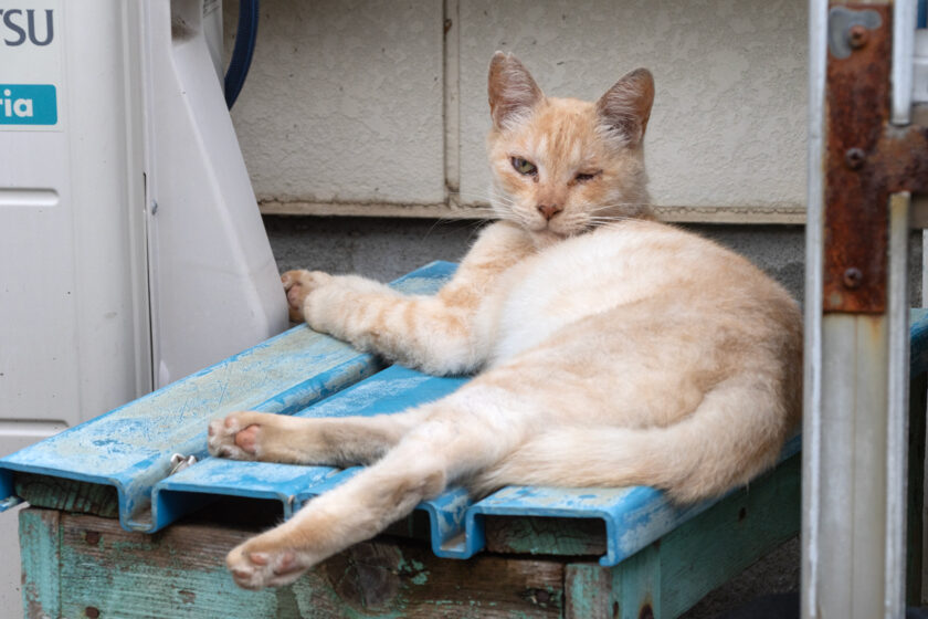 稲城市の猫