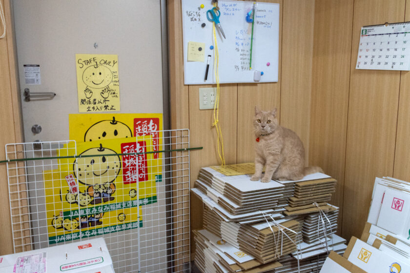 稲城市の猫