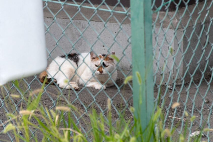 府中市の猫