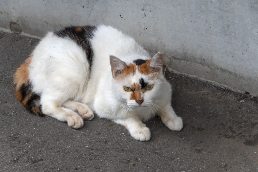 府中市の猫