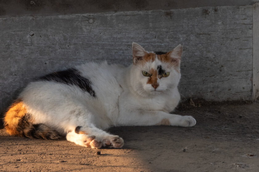 府中市の猫