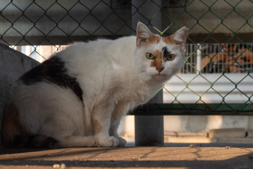 府中市の猫