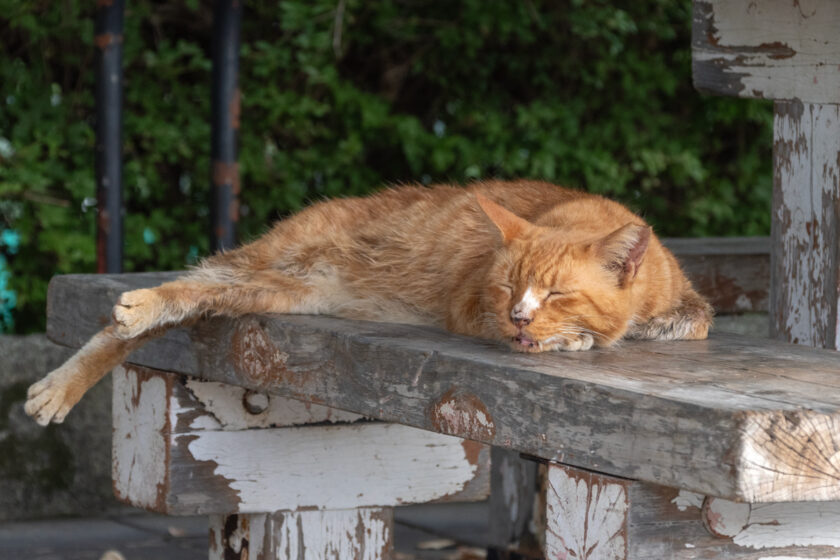 八王子市の猫