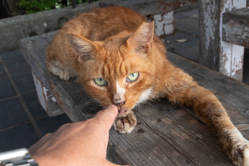 八王子市の猫