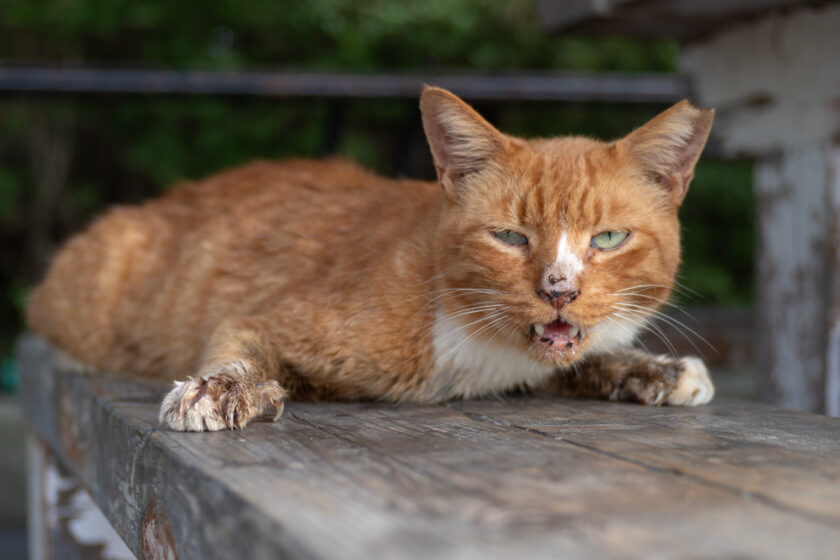 八王子市の猫