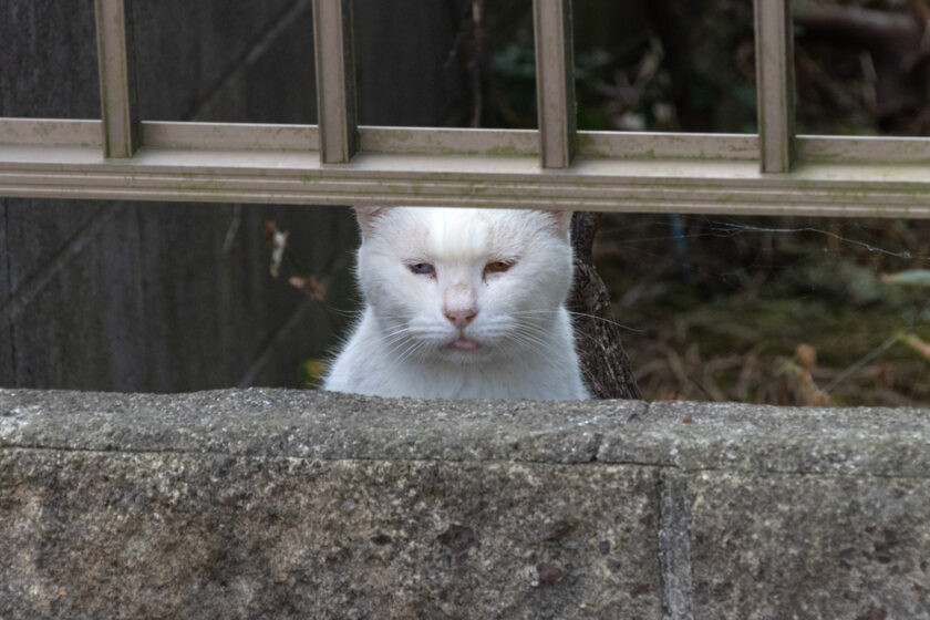 八王子市の猫