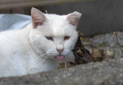 八王子市の猫