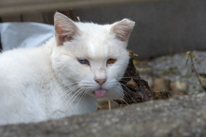 八王子市の猫