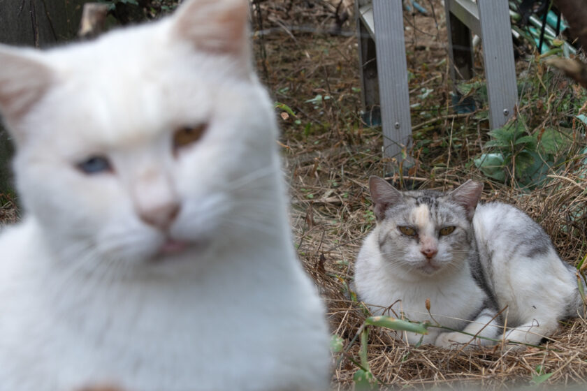 八王子市の猫