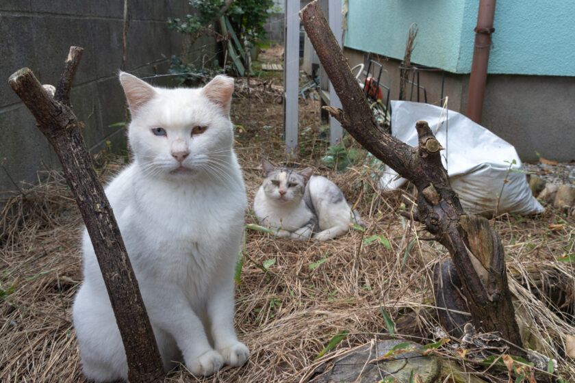 八王子市の猫