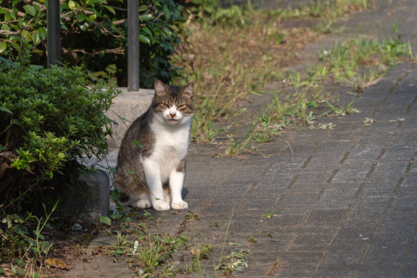 八王子市の猫