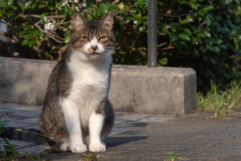 八王子市の猫