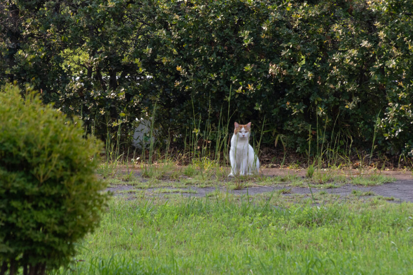 八王子市の猫