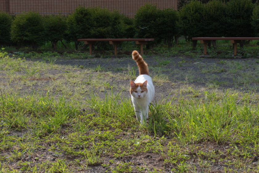 八王子市の猫