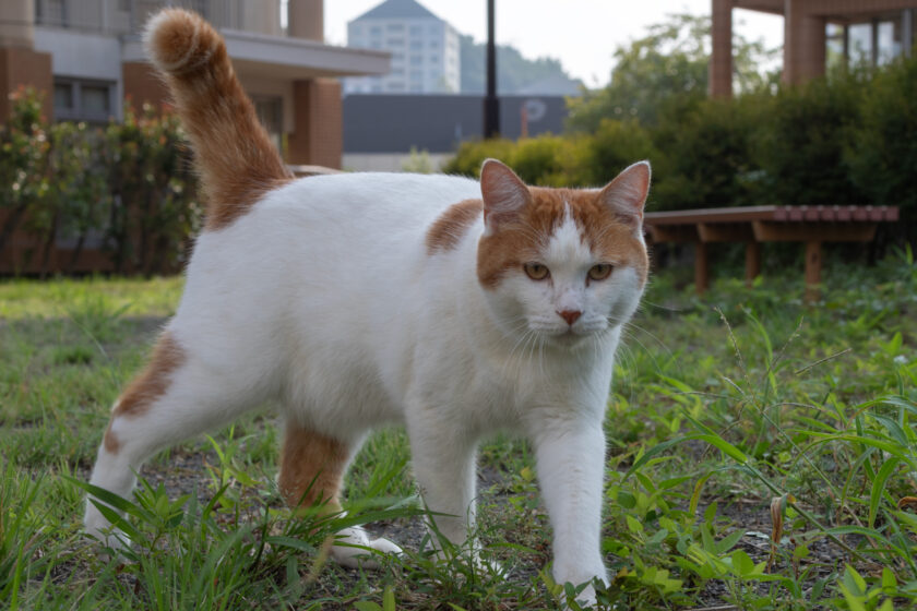 八王子市の猫