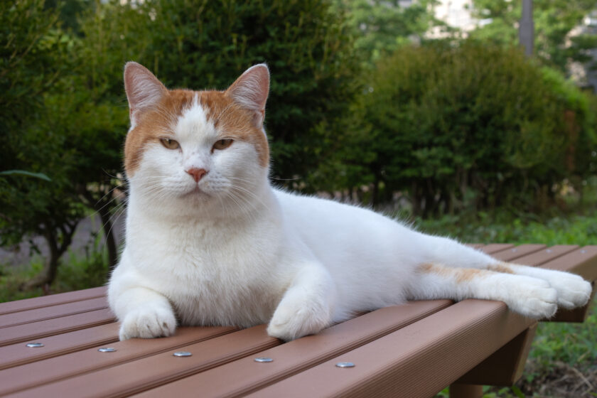 八王子市の猫