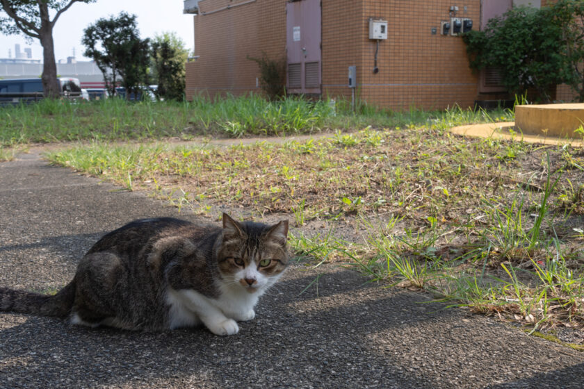 八王子市の猫