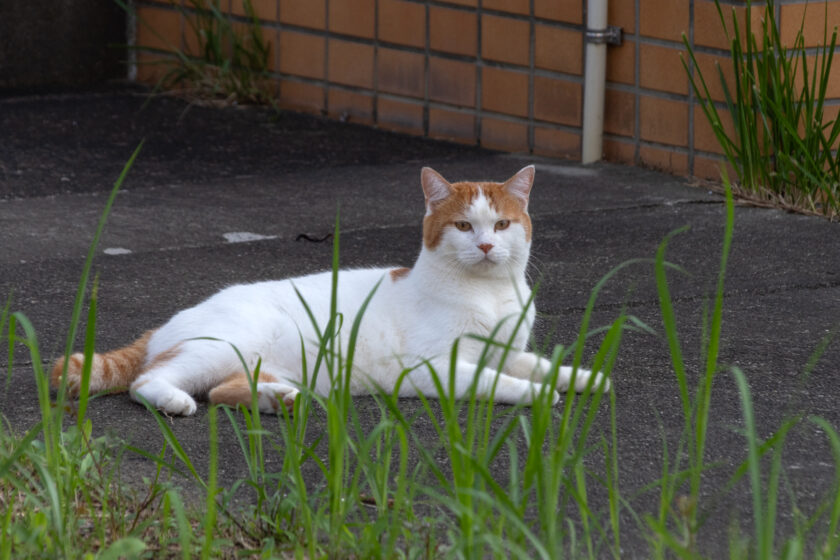 八王子市の猫