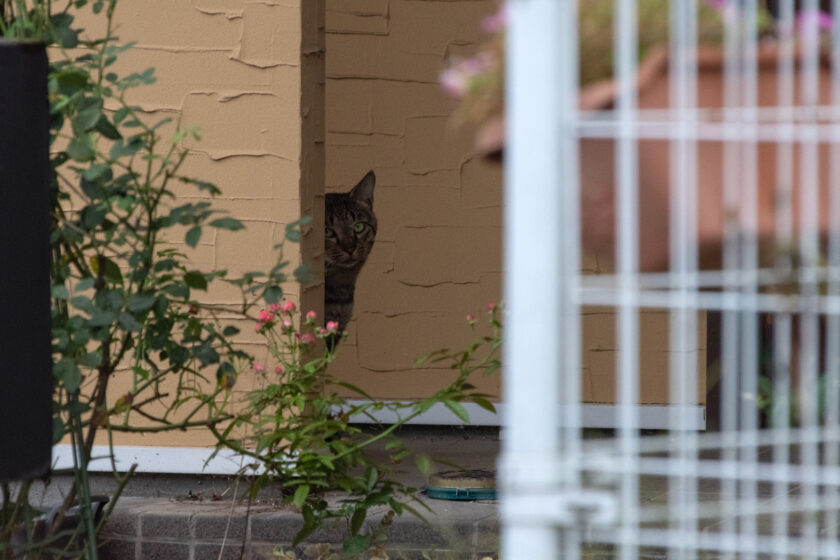 府中市の猫