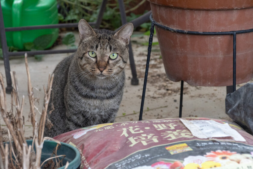 府中市の猫