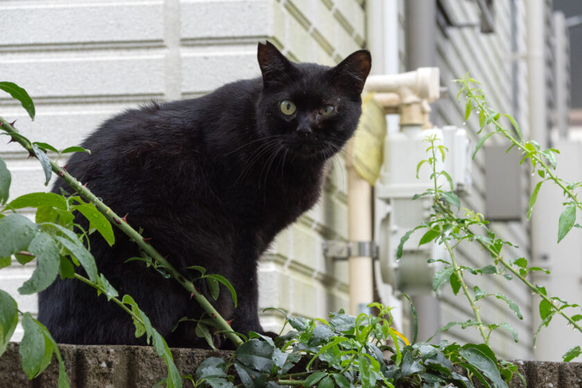 日野市の猫