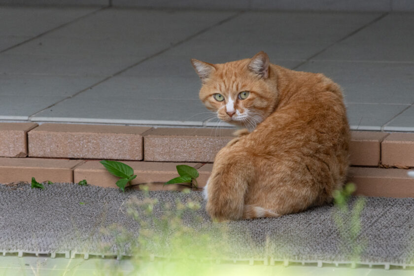 日野市の猫