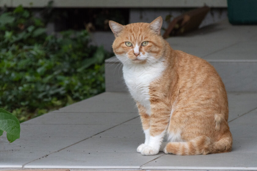 日野市の猫