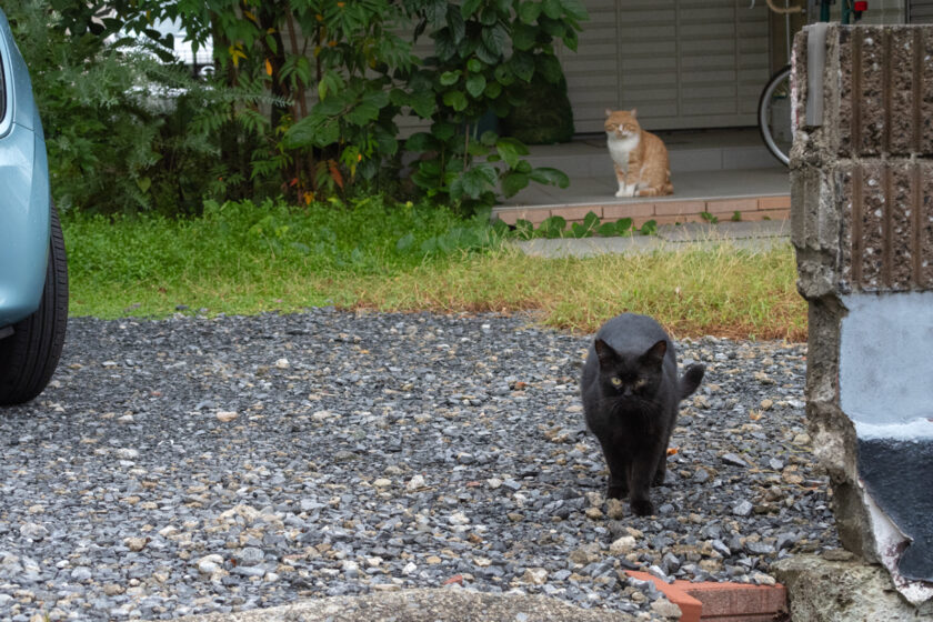 日野市の猫