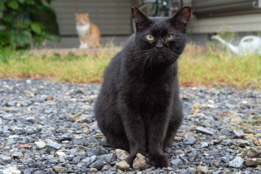 日野市の猫