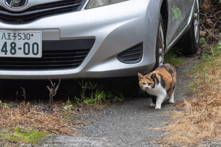 日野市の猫