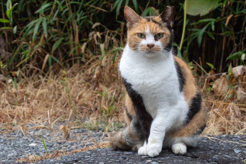 日野市の猫