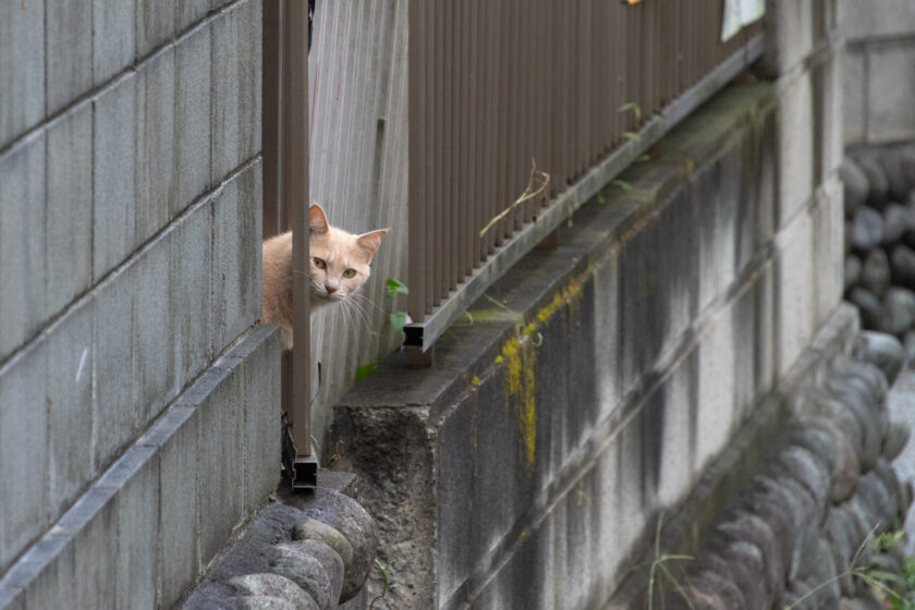 日野市の猫