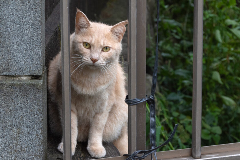 日野市の猫