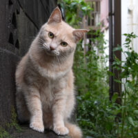 日野市の猫