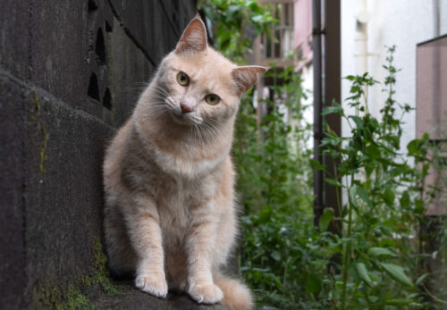 日野市の猫